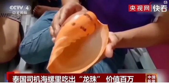 泰國司機吃海螺吃成暴發戶？ 竟然吃出......