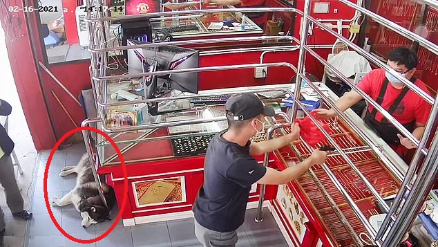 (影)泰國銀樓老闆模擬遭搶 店狗哈士奇全程昏睡逗笑網友