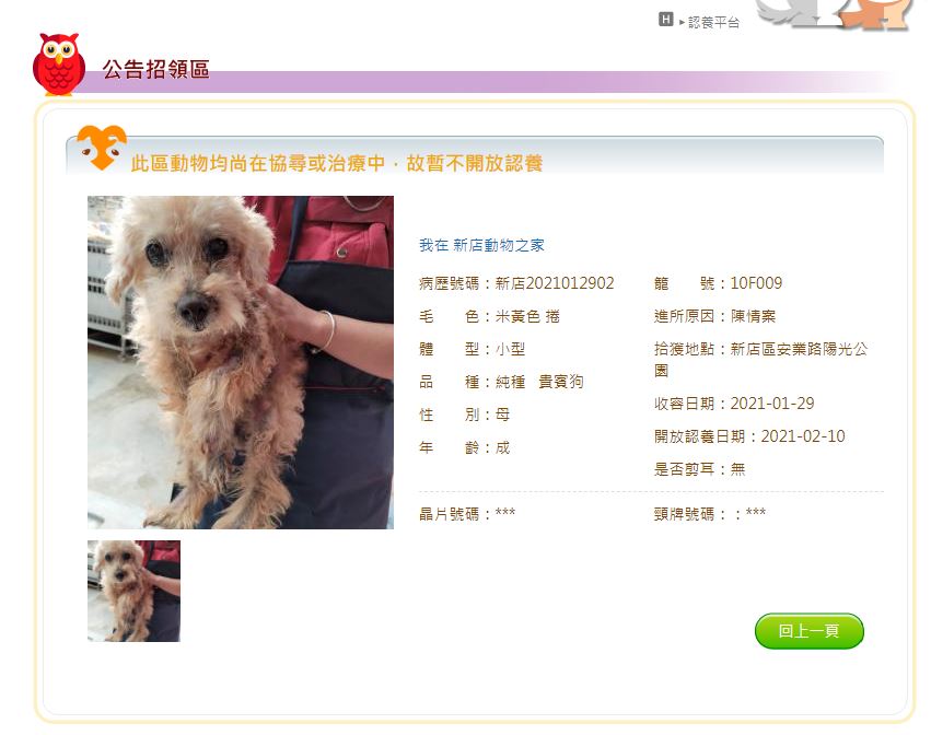 貴賓狗不貴賓了   新店陽光公園流浪穿咖啡破衣盼回家
