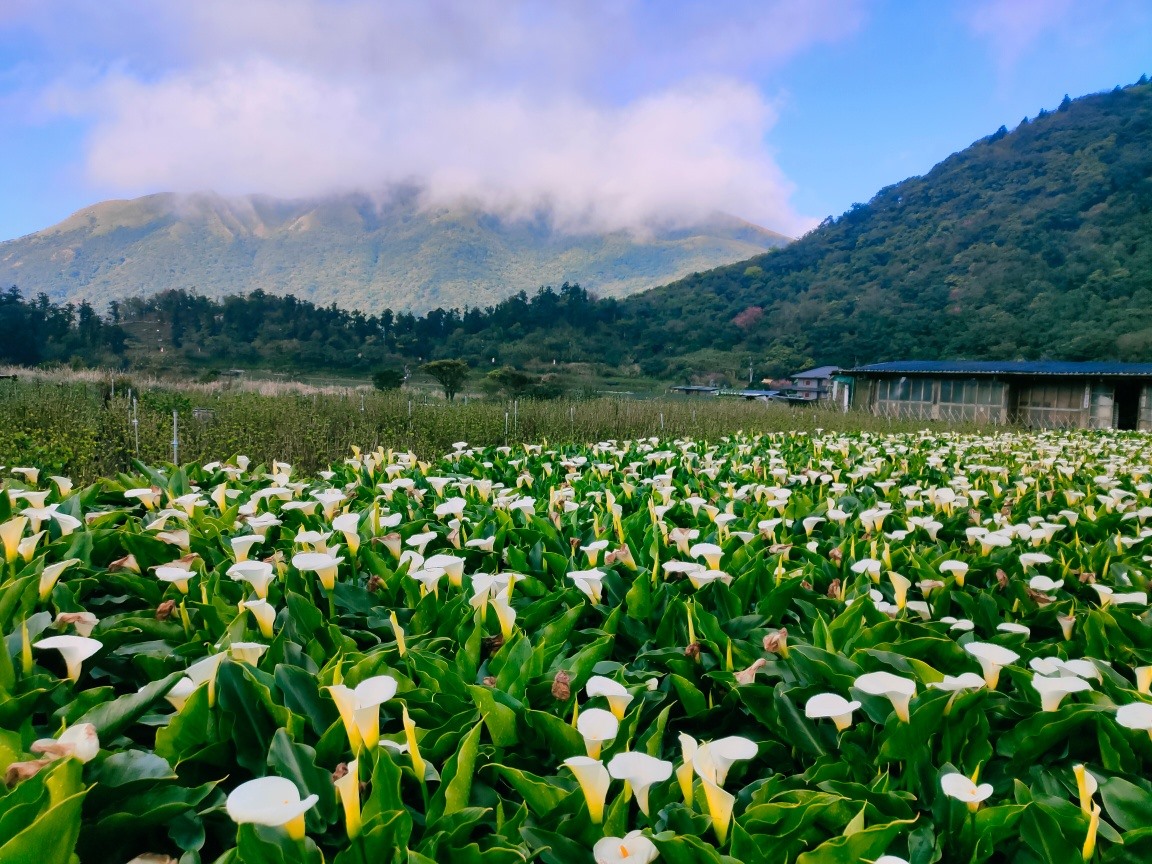 3月必賞花海 陽明山竹子湖海芋已盛開8成 旅遊 新頭殼newtalk