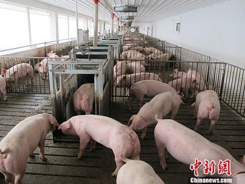 新疆再爆非洲豬瘟！33隻豬發病、6隻死亡   民眾憂豬價又要暴漲