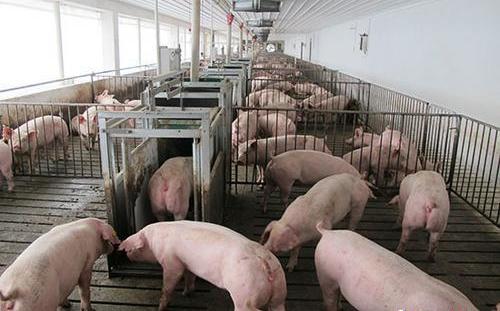新疆再爆非洲豬瘟！33隻豬發病、6隻死亡   民眾憂豬價又要暴漲 | 中