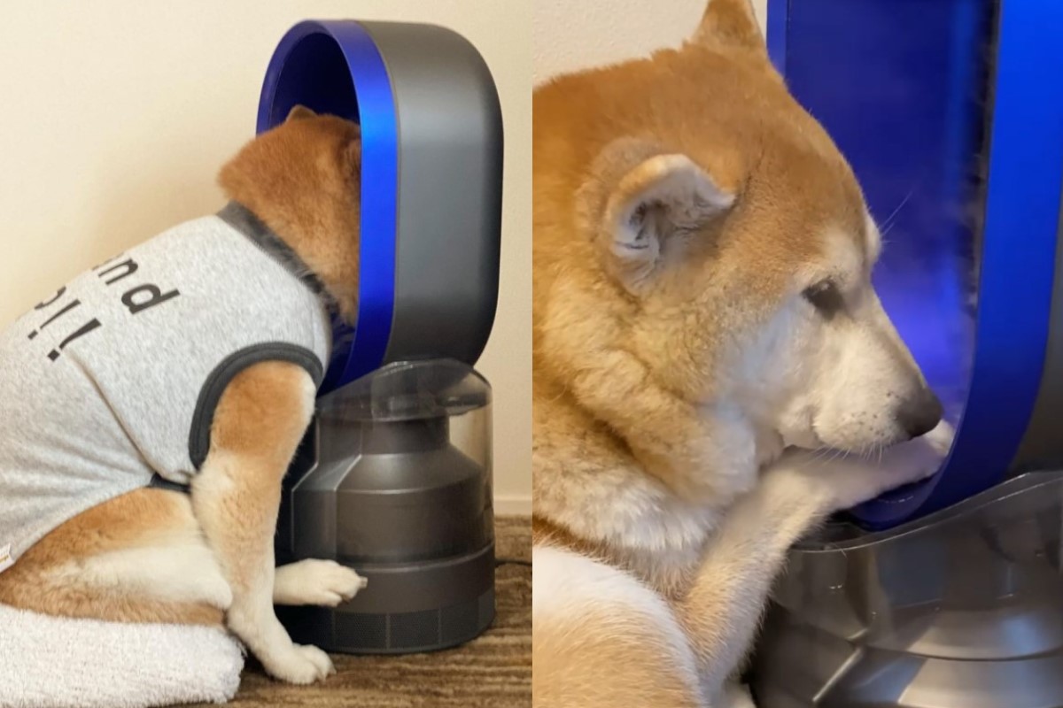 狗狗也愛美？柴犬臉埋無葉片風扇吹風：偶在保濕啦！