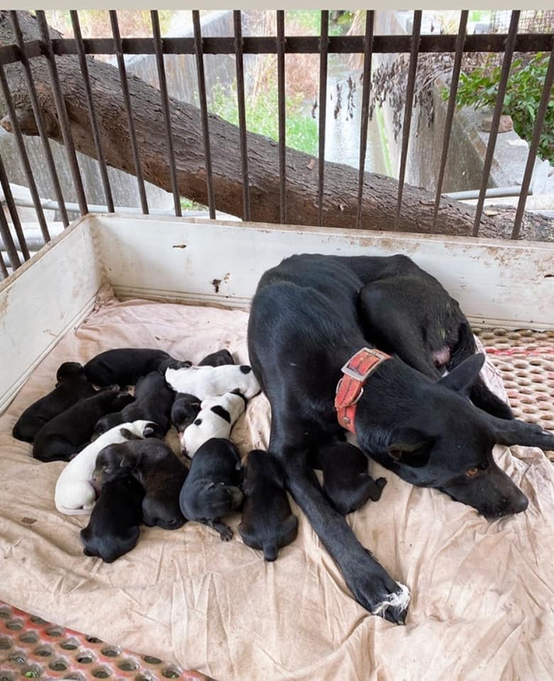 感動 狗媽媽生14隻幼犬受困地洞2小孩接力鑽洞 盲摸 救犬 生活 新頭殼newtalk