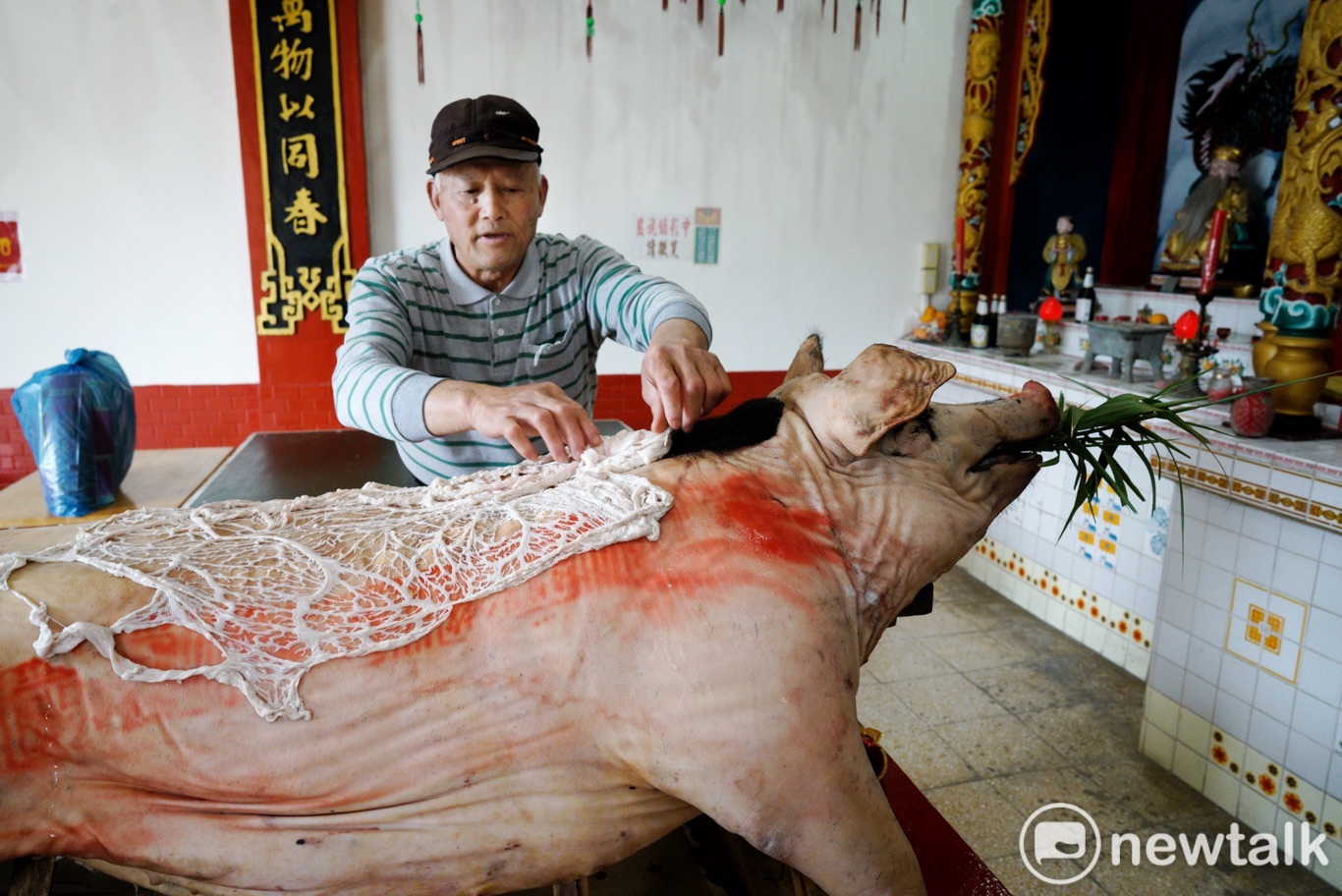 村民們在獻祭白馬尊王的生豬一頭,曹天金還在豬背上鋪上一張豬油網,以示隆重。 圖:張良一/攝