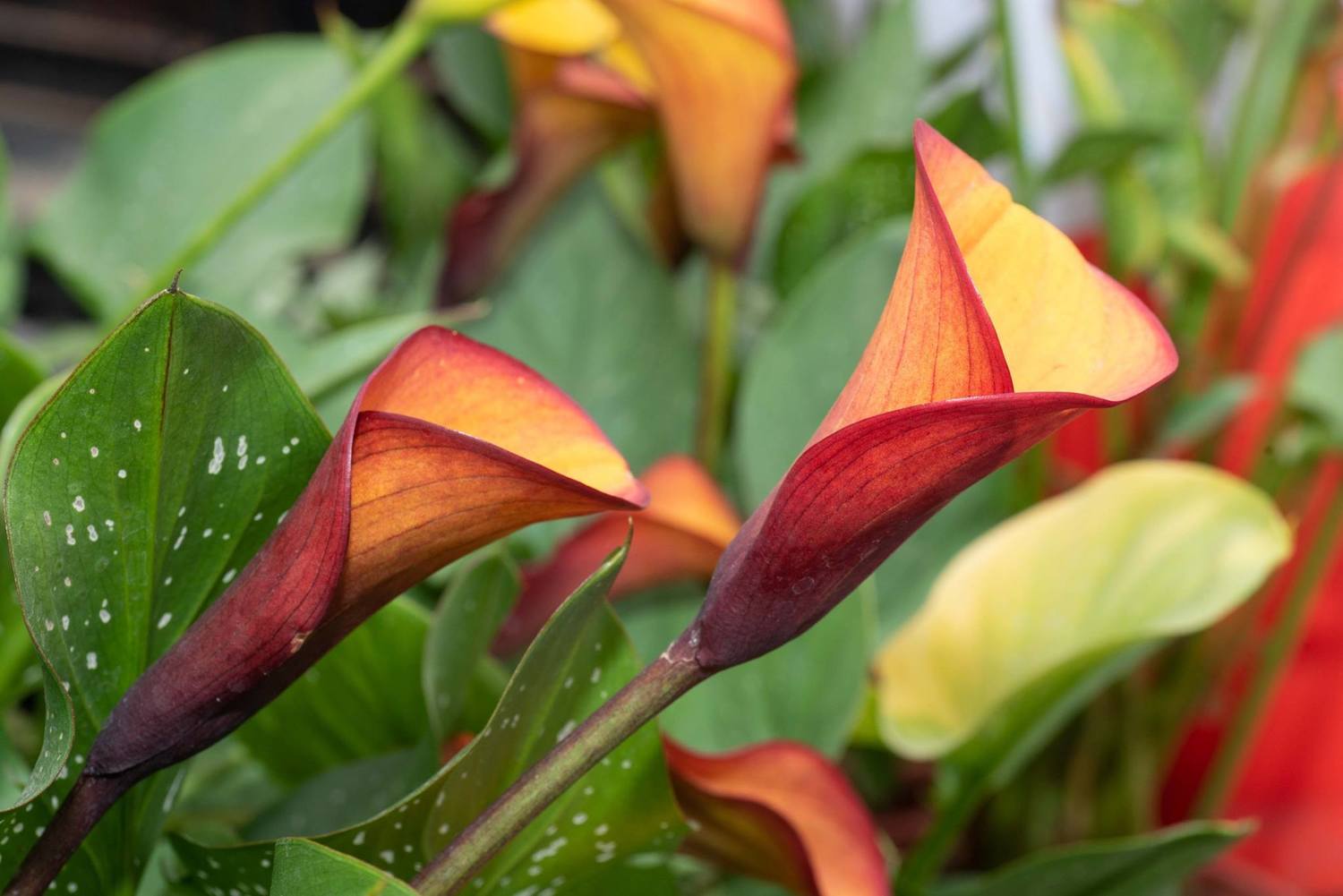 桃園彩色海芋季3 27回歸 6萬株花海 5米高美人魚絢麗登場 旅遊 新頭殼newtalk