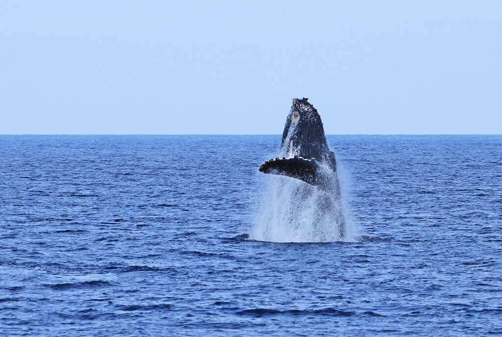 大翅鯨現身蘭嶼、綠島！海保署：切勿追逐以免觸法