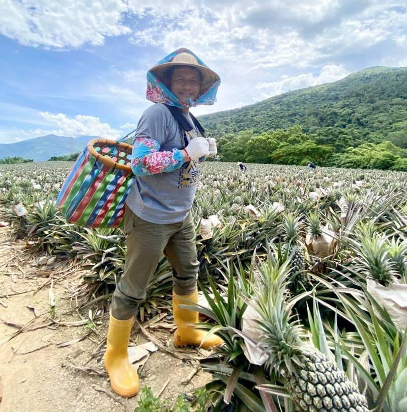 力挺農民不怕「旺來」禁忌！交通部花550萬認購7.6萬顆鳳梨