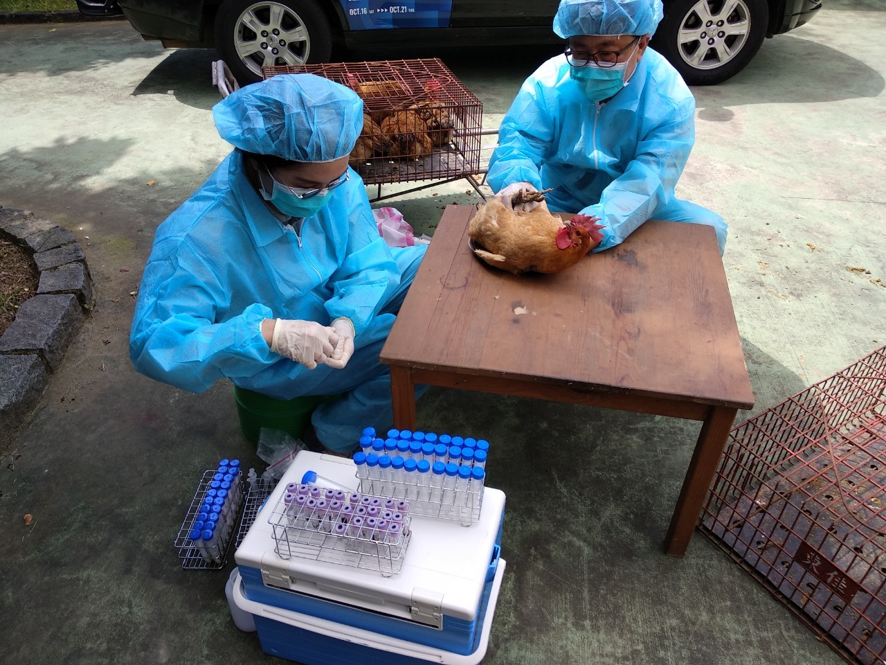 俄國通報全球首例「新型禽流感傳人」  新北動保處3方面著手全面防範