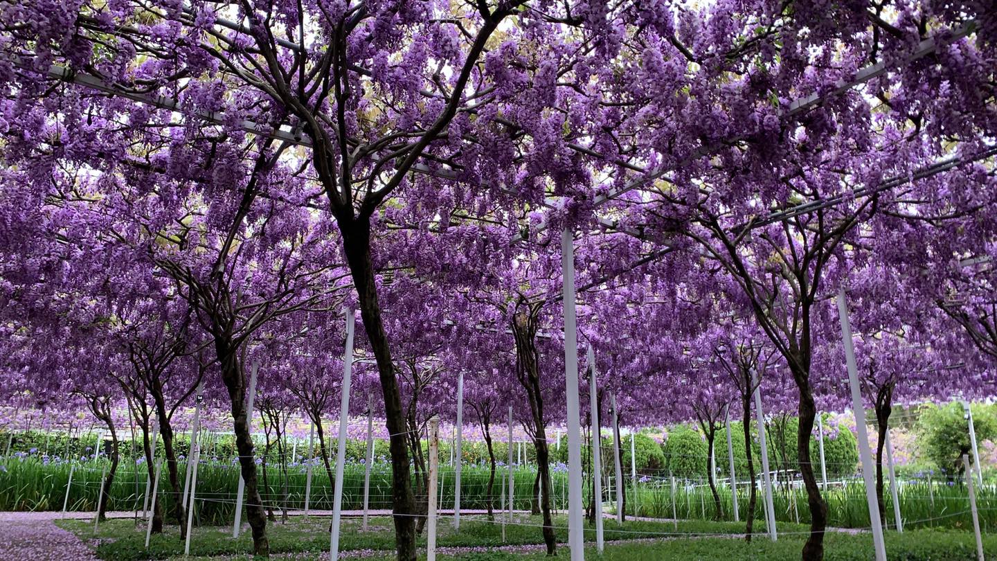 浪漫紫大爆發！淡水紫藤花園夢幻登場3/20開放參觀