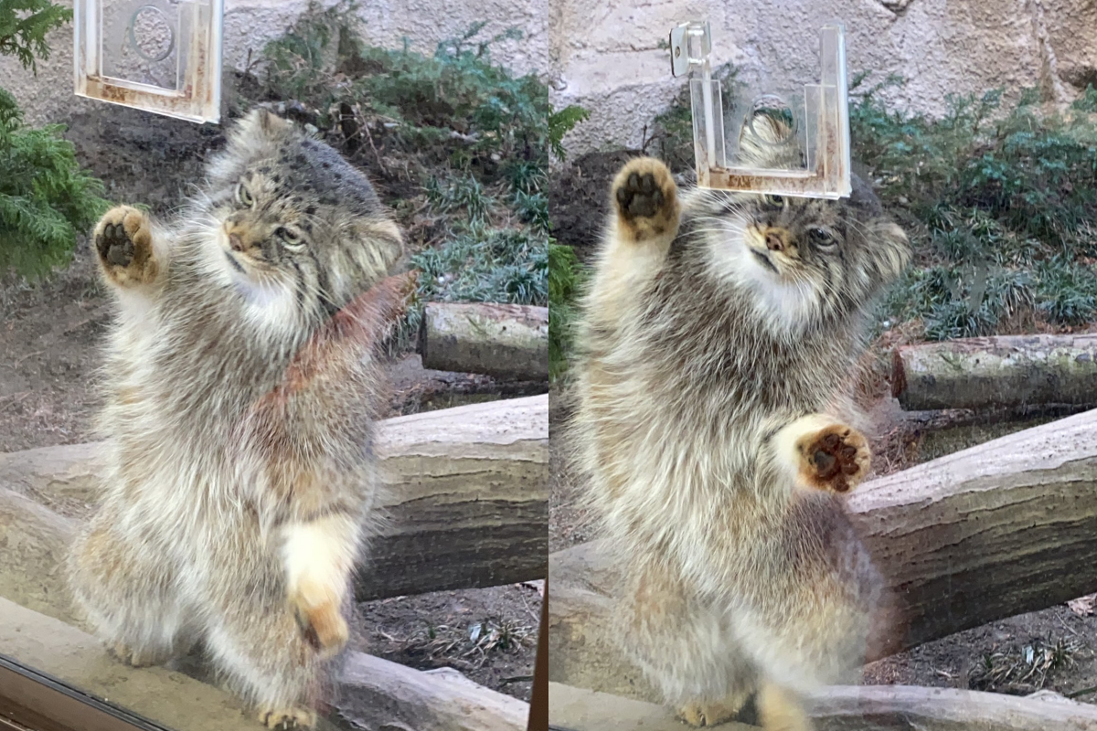 兔猻「猛盯肉肉」同步左右扭身體 網笑:賣藝求罐罐? | 新奇 | Newtalk新聞