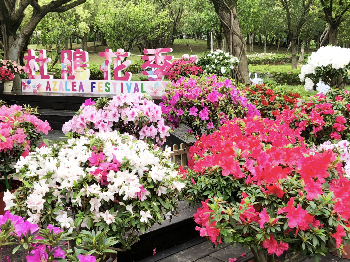 台北杜鵑花季3 14登場賞花和熊讚拍照打卡抽大獎 旅遊 新頭殼newtalk