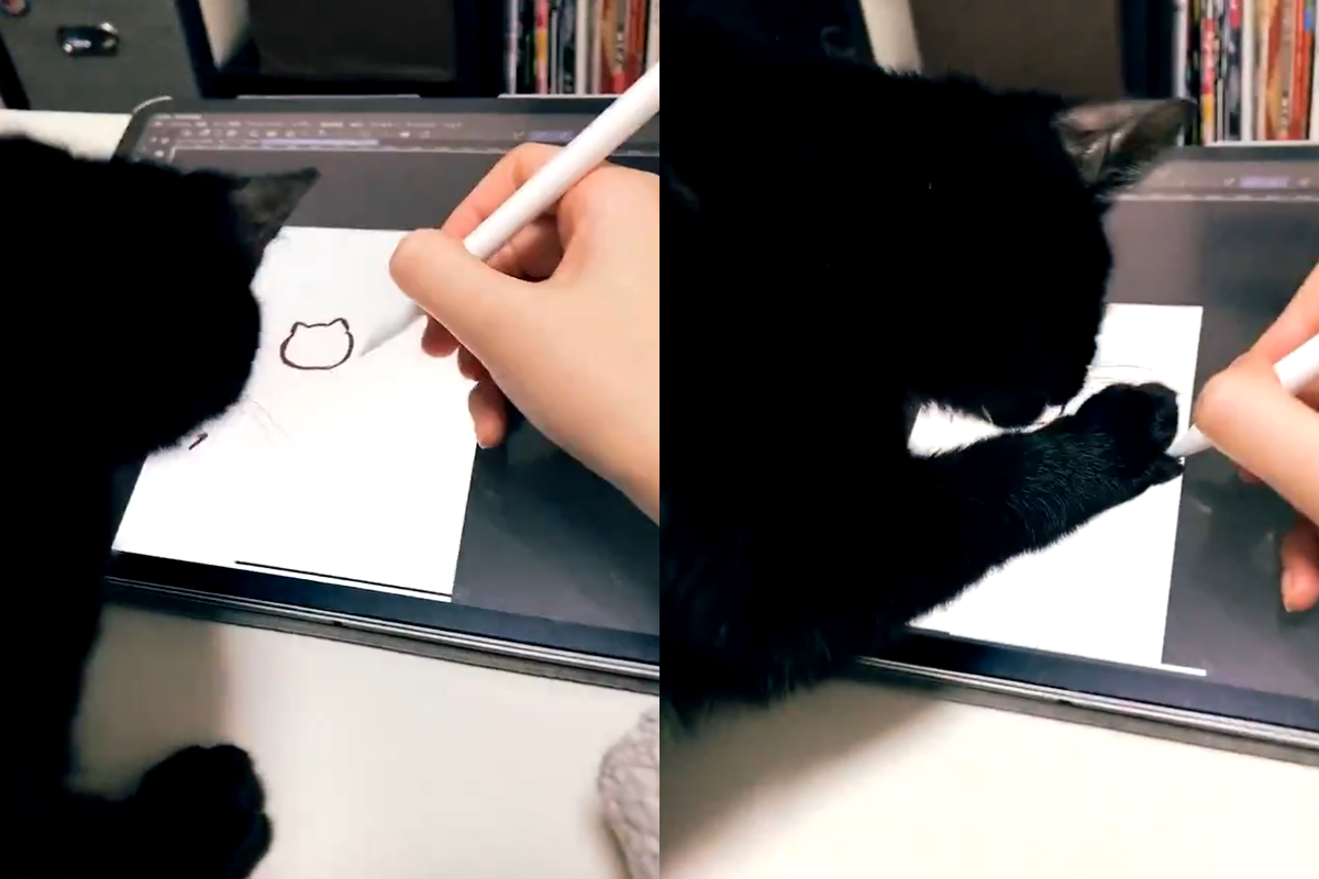 (影)插畫家秀出作畫「修羅場」握筆無奈喊：這不是逗貓棒！