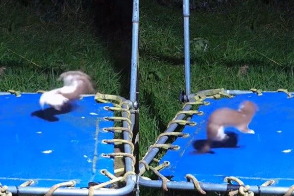 (影)男子搭彈跳床意外吸引白鼬靠近　牠反應超嗨：這裡好好玩喔！