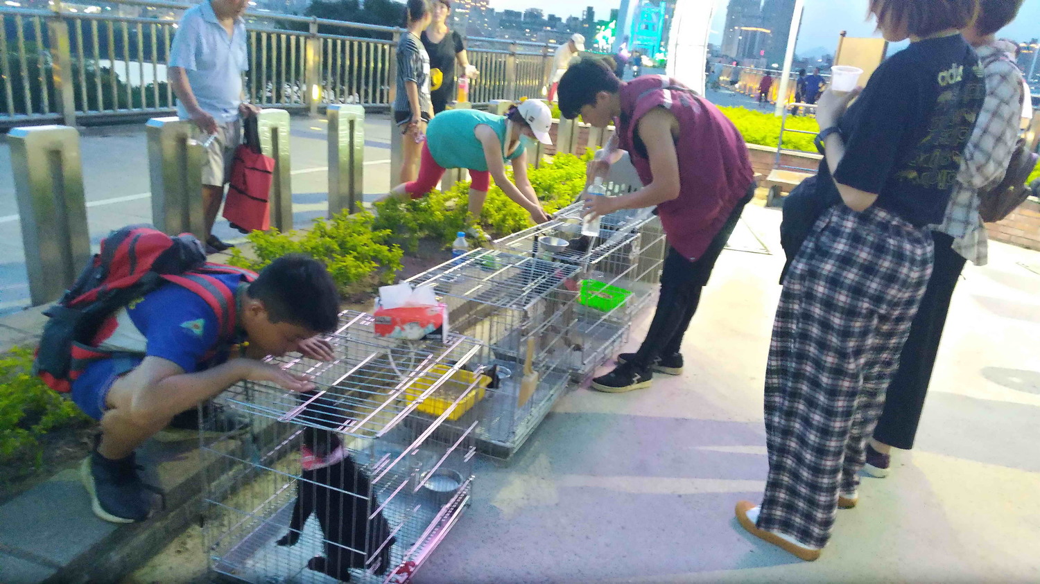 白色情人節 新北快閃認養毛寶貝歡迎熱情參與