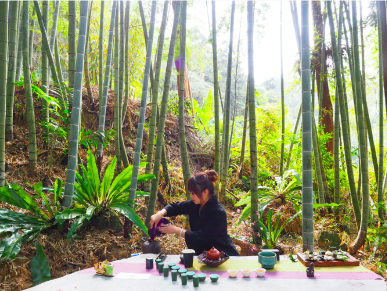 跟著茶香去旅行！阿里山「春季茶會」3/13線上開展