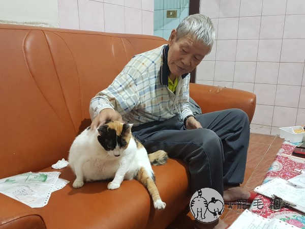 (影)阿公推輪椅送浪浪便當　虎斑貓小碎步跟隨：我陪你！