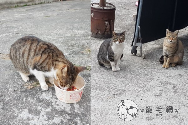 (影)阿公推輪椅送浪浪便當　虎斑貓小碎步跟隨：我陪你！