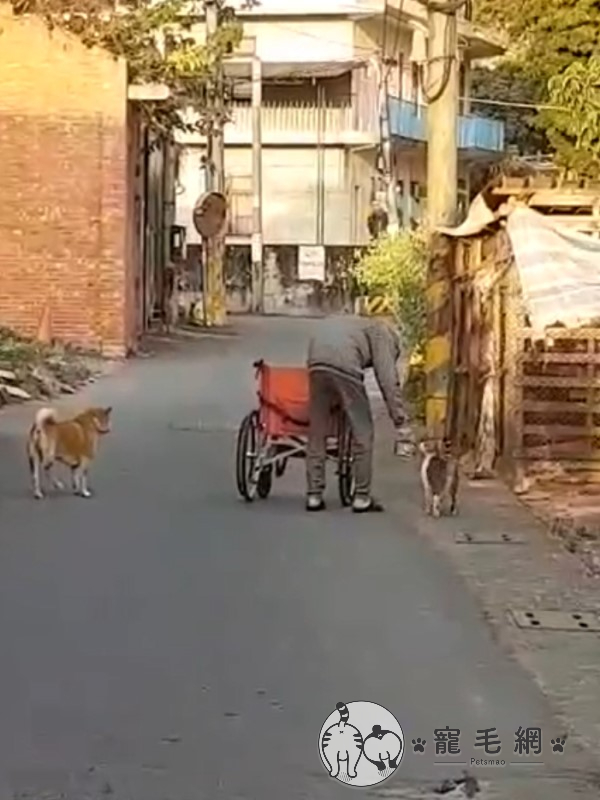 (影)阿公推輪椅送浪浪便當　虎斑貓小碎步跟隨：我陪你！