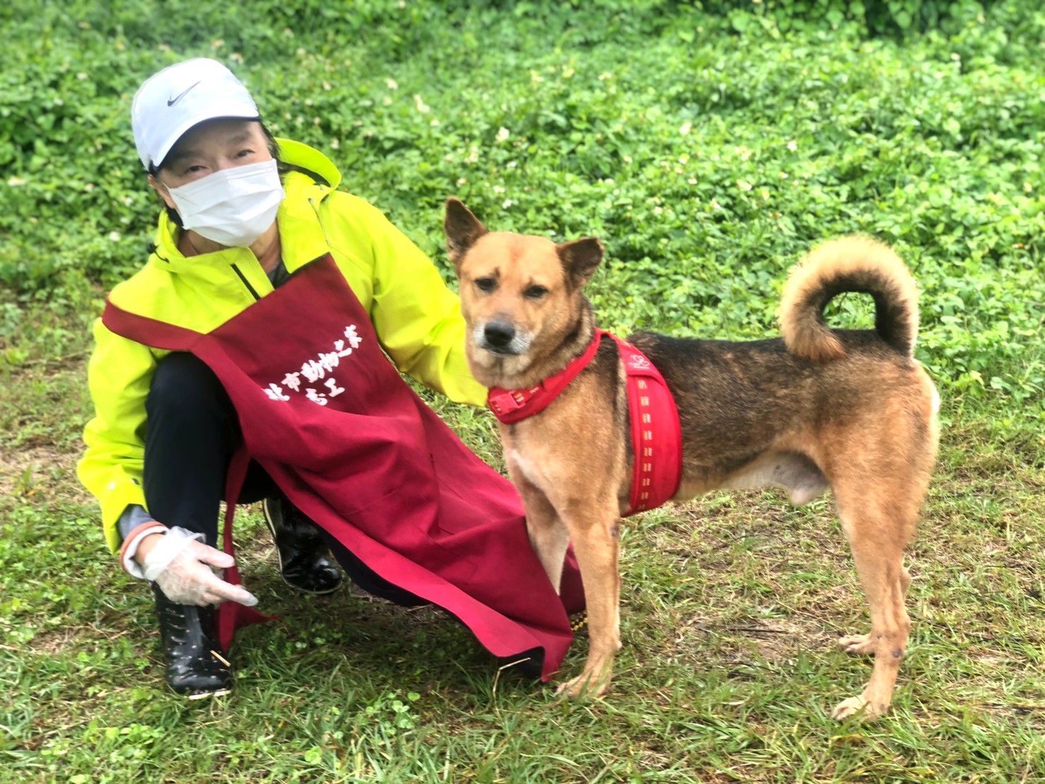 新北動物之家「333」認養策略成功 毛寶貝被閃亮認養