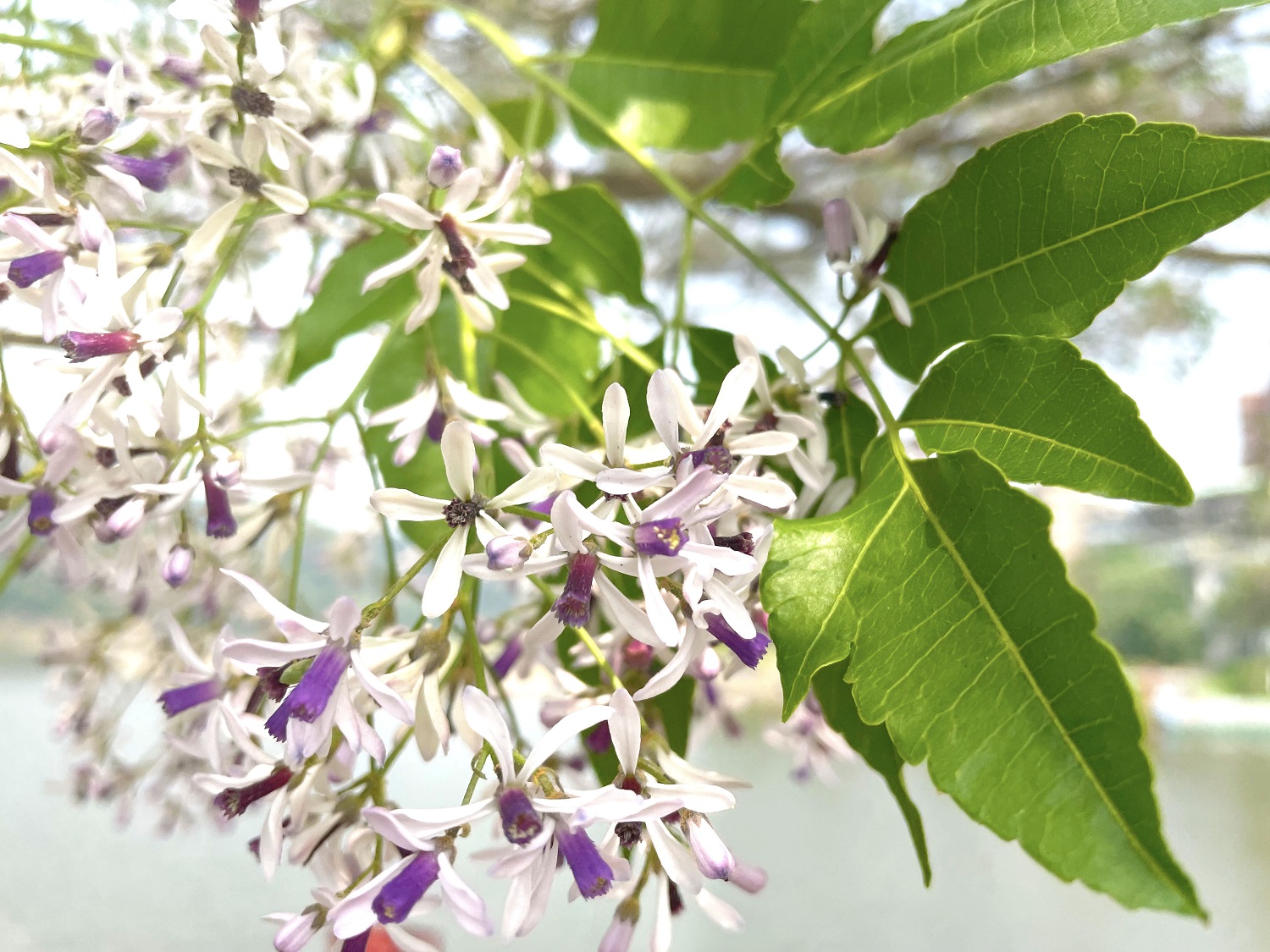 感受春天的氣息！絕美紫色苦楝花公園飄散 | 旅遊 | Newtalk新聞