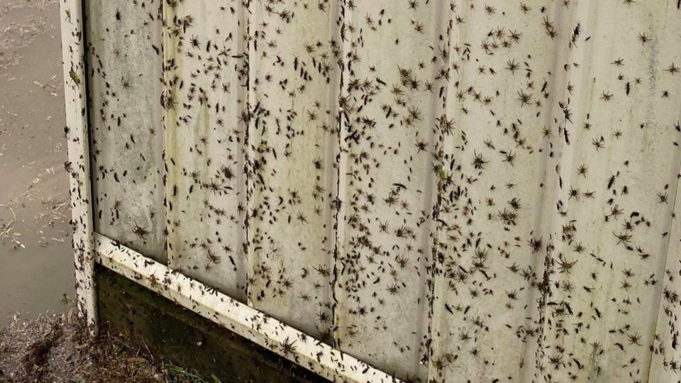 澳洲 《新日報》今天 (22日) 報導了一個恐怖的畫面：成千上萬只蜘蛛沿著房屋爬上了屋頂。   圖 : 翻攝自推特