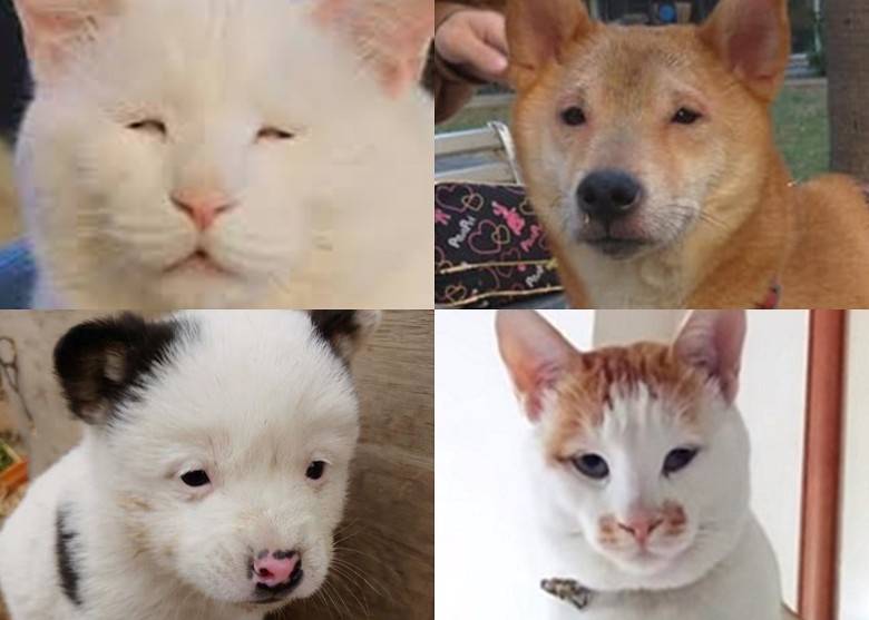 事實上不只狗，還有不少貓也被網友拿來和李榮浩比較。   圖：翻攝自微博