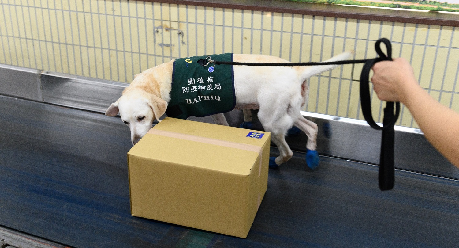 想和護國神犬工作嗎？防檢局徵求3名領犬員月薪34K起跳