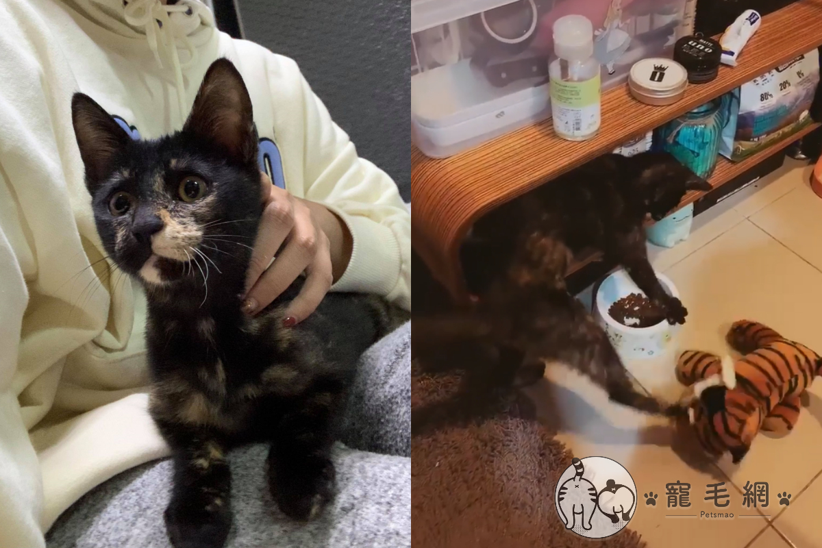 (影)虎娃娃「偷飼料」 貓看見暴怒賞飛踢：竟敢動朕的食物！