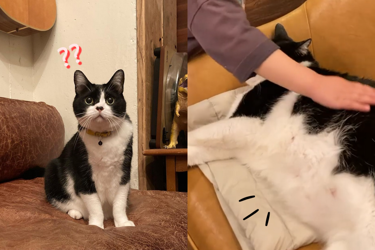 (影)神奇賓士貓看似瘦子　躺下卻長成一片「胖地毯」：角度問題？