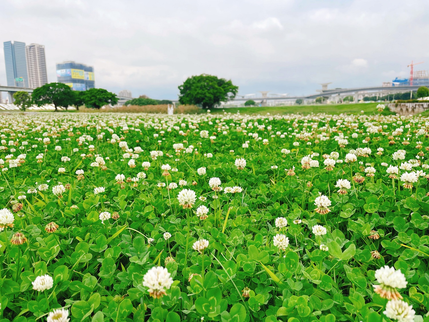 雪白4月雪在新北！白花三葉草河濱公園浪漫盛開