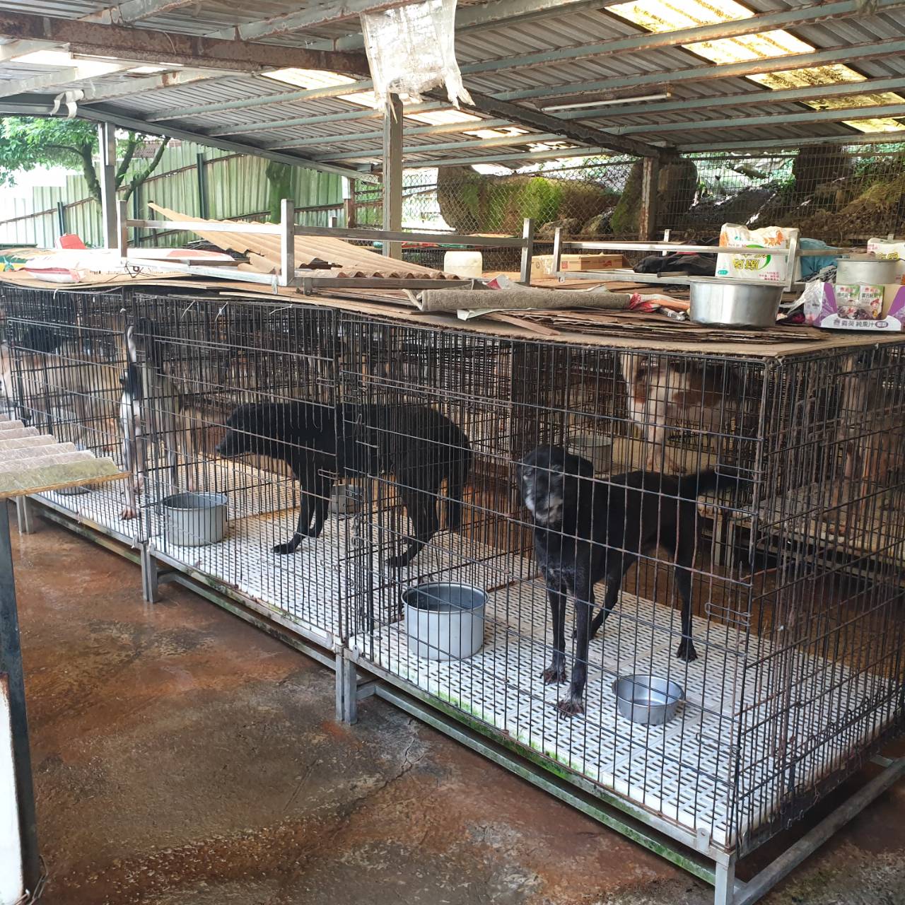 把愛傳下去 新北愛心大平台助民間動物收容所募資