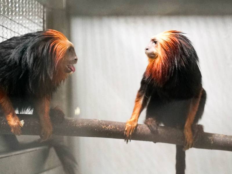 初次見面請多指教！北市動物園新朋友：金頭獅狨、黑吼猴 5月中旬見客
