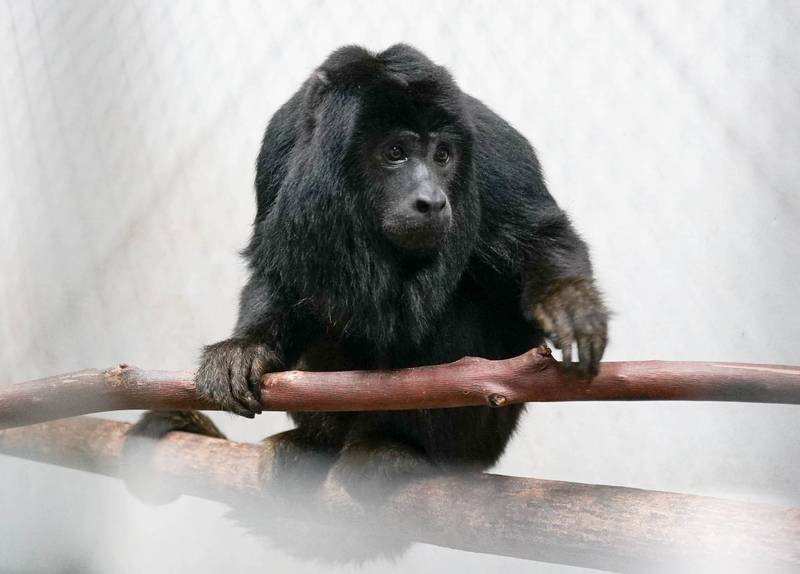 初次見面請多指教！北市動物園新朋友：金頭獅狨、黑吼猴 5月中旬見客