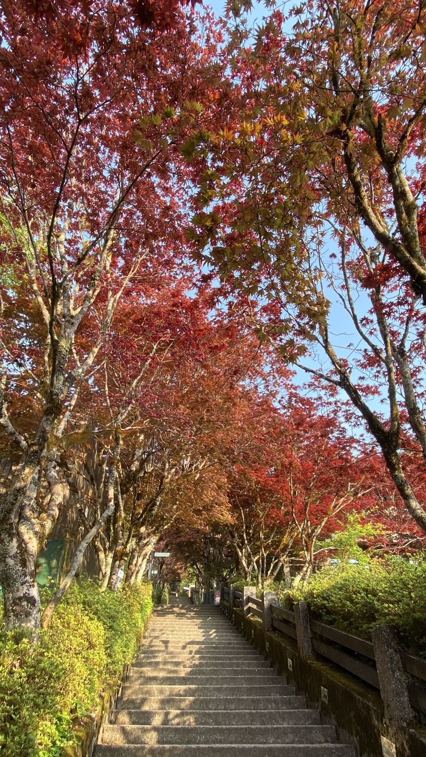 楓紅美景現在就看的到！太平山紫葉槭一路展葉到9月