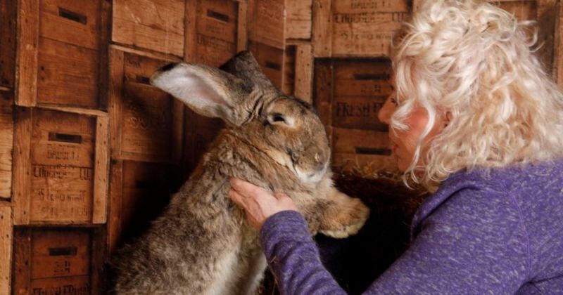 打破金氏紀錄巨型兔遭竊　飼主懸賞四萬元盼歸還寵物