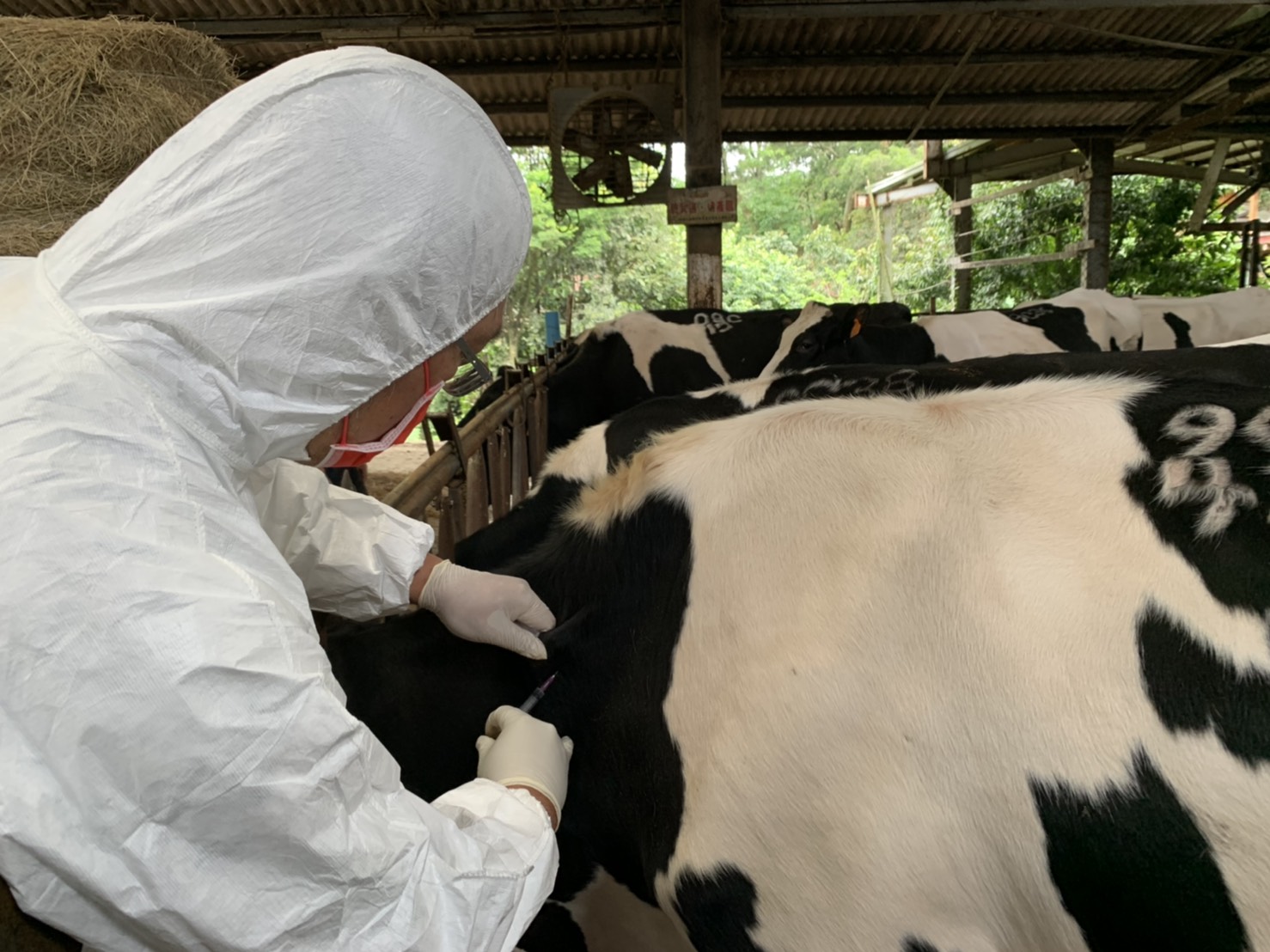 新北動保處出動快速防疫部隊  11處牛場完成施打牛結節疹疫苗