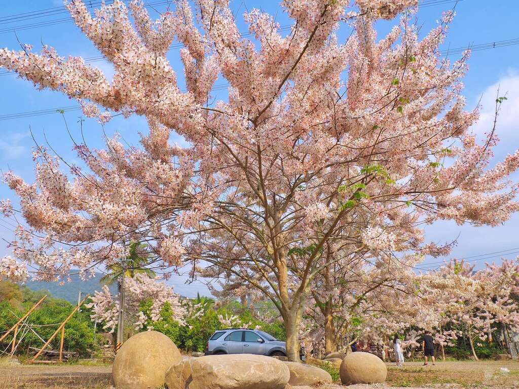 粉紅花旗木大爆發 到台南龜丹溫泉賞花泡湯超療癒 旅遊 Newtalk新聞