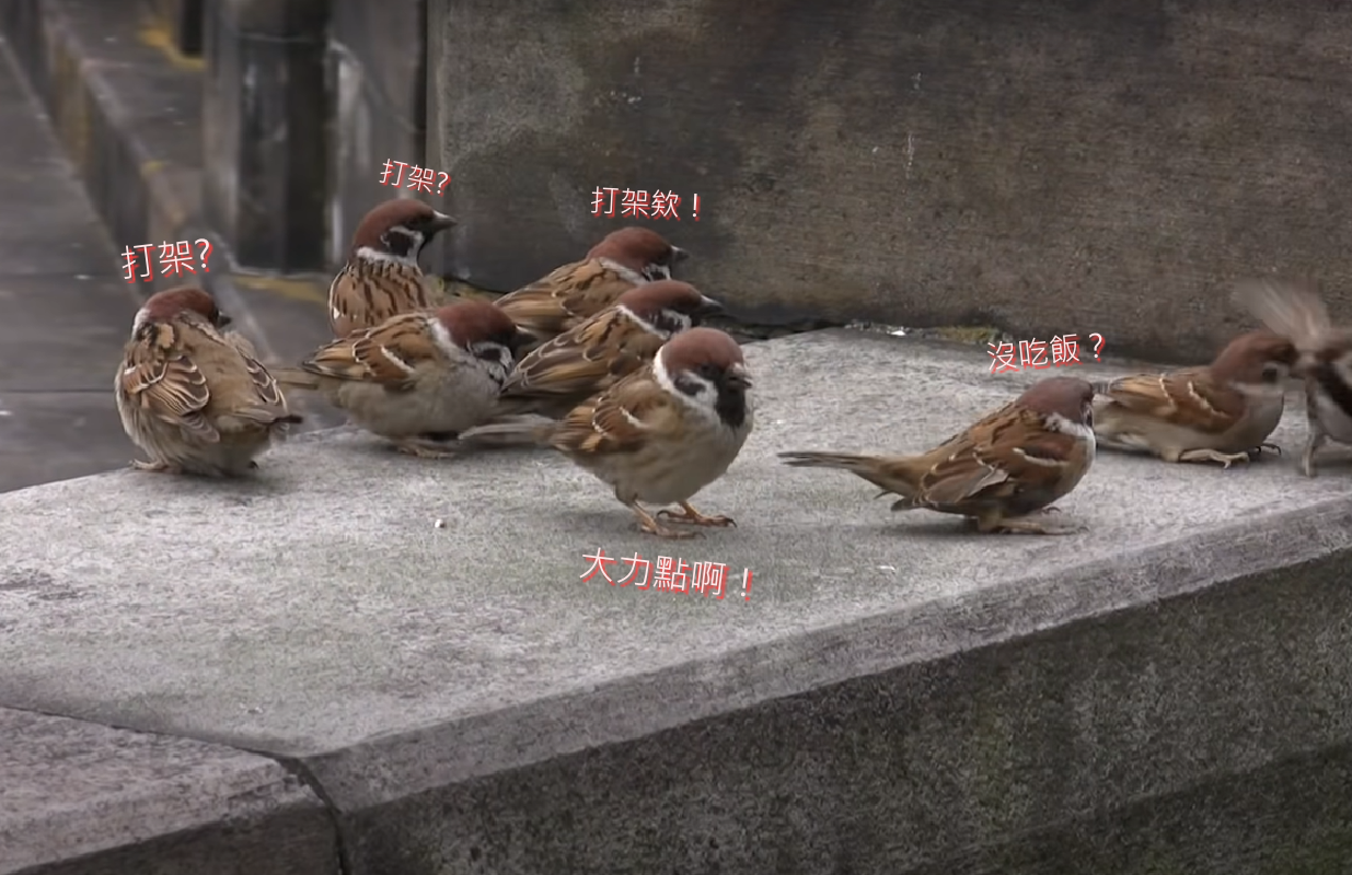 (影)兩麻雀打架跌落平台　其它「排排站」看好戲：大力一點！