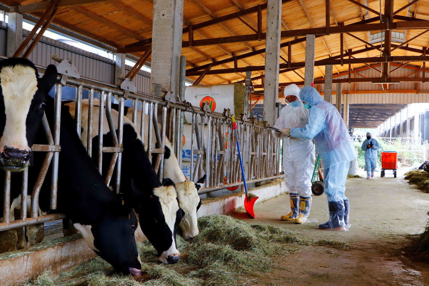 世界瘧疾日 新北動保處加強撲滅病媒蚊防動物傳染病