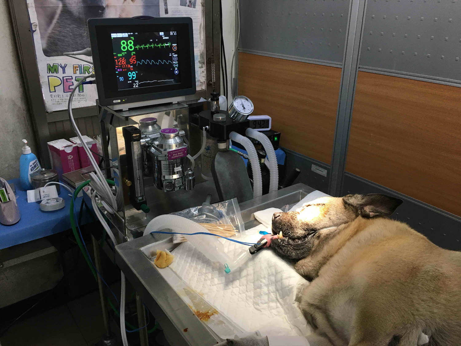新北資深機關犬長櫻桃眼   動保處機警偕台大動物醫院妙手助復原