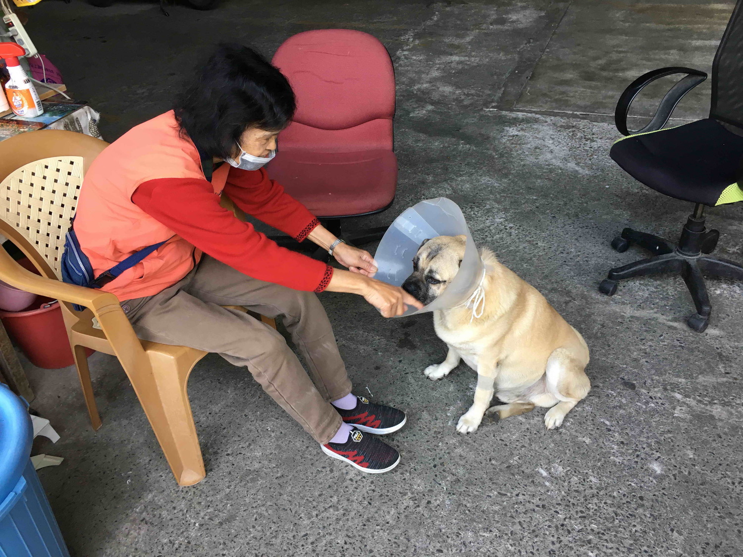 新北資深機關犬長櫻桃眼   動保處機警偕台大動物醫院妙手助復原
