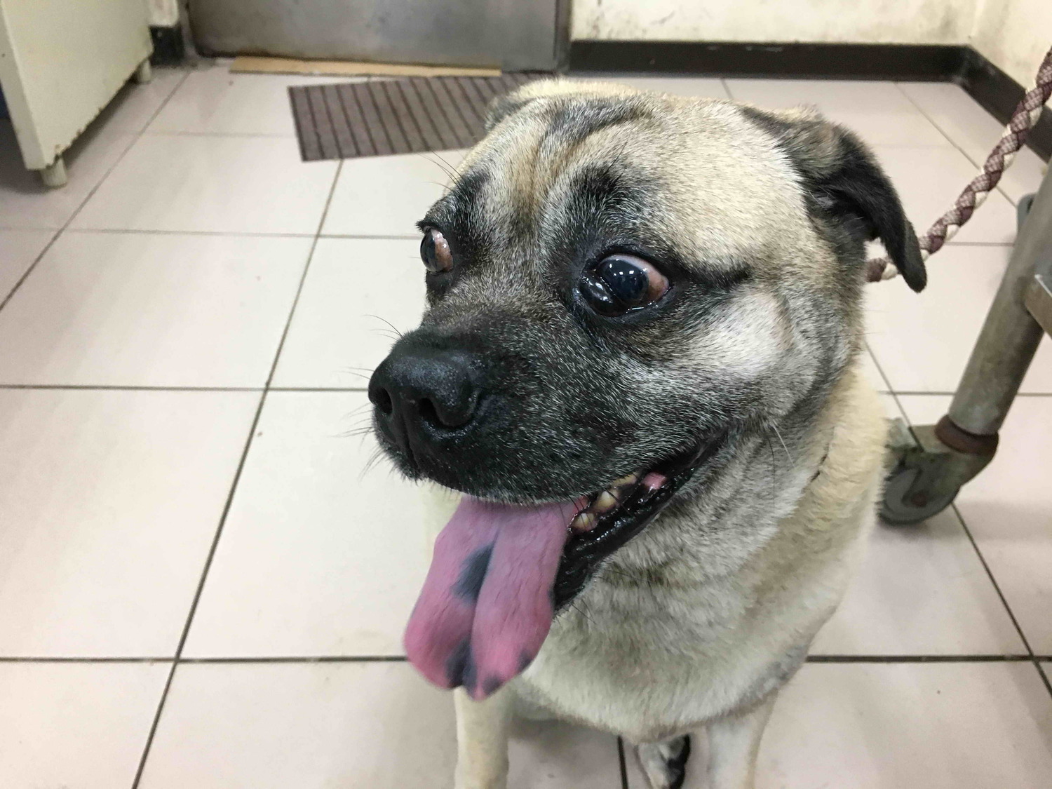 新北資深機關犬長櫻桃眼   動保處機警偕台大動物醫院妙手助復原