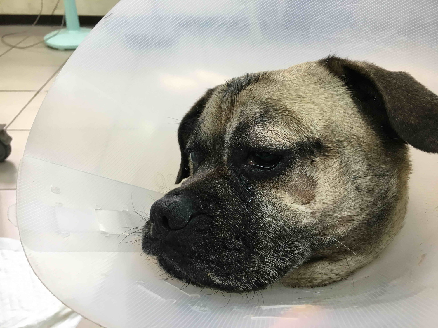 新北資深機關犬長櫻桃眼   動保處機警偕台大動物醫院妙手助復原