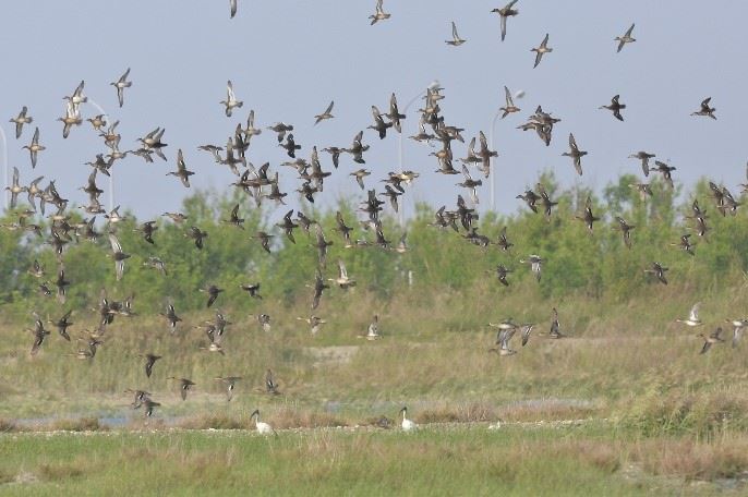 候鳥天堂！高雄茄萣濕地去年高達847隻次黑面琵鷺到訪