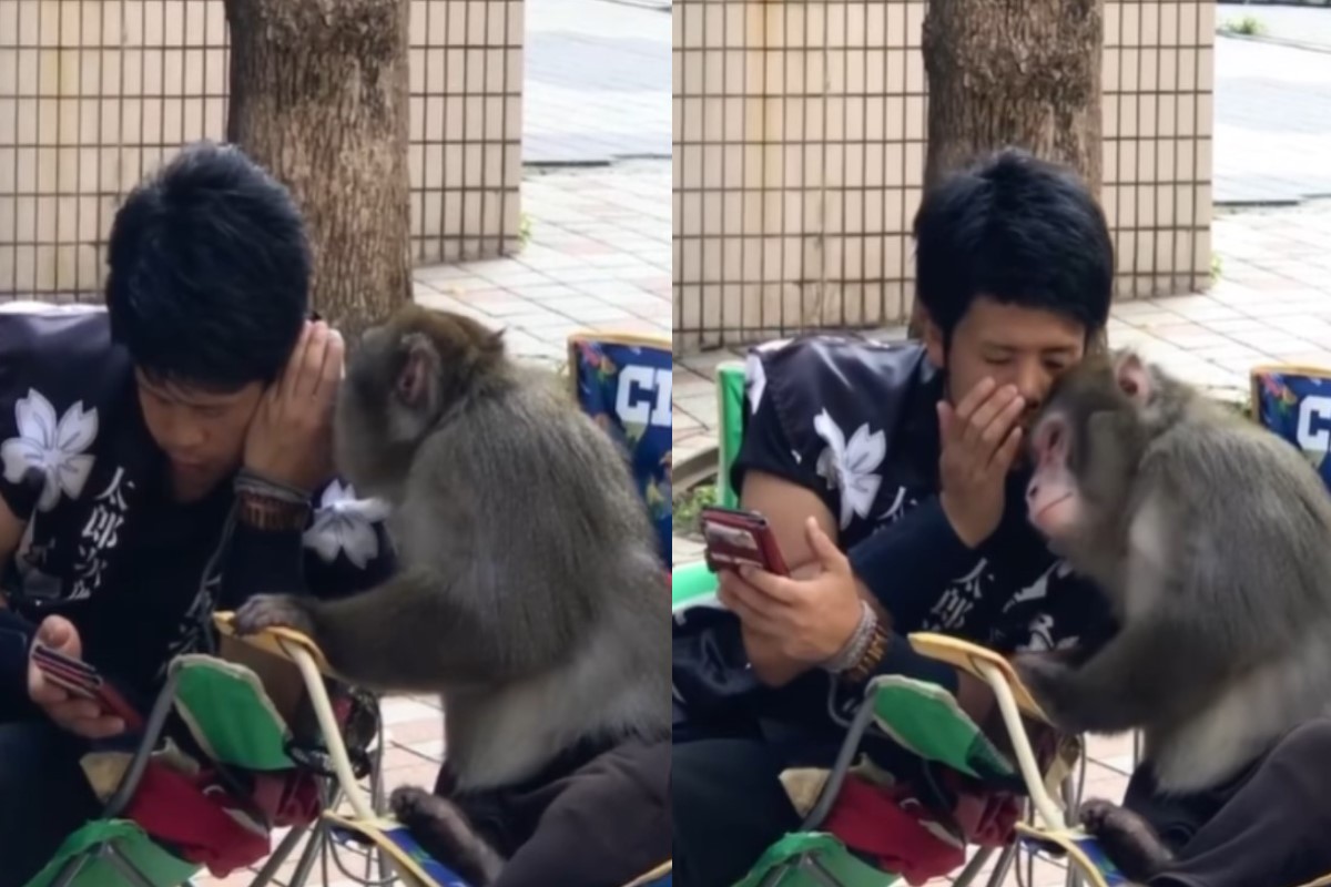 (影)男子與猴子「講悄悄話」分享手機　網見亮點笑：有兄弟臉！
