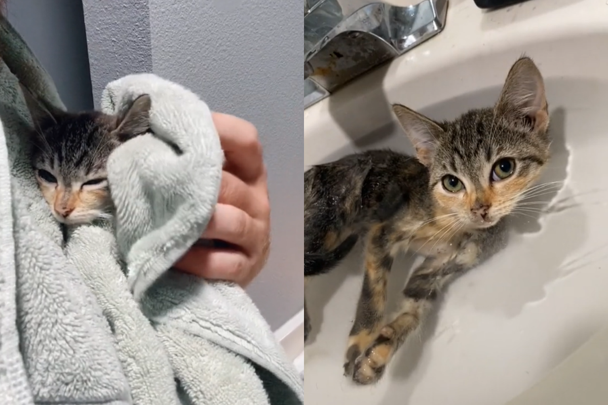 (影)幫救援幼貓首次泡澡　淡定飄水盆模樣簡直在「做SPA」！