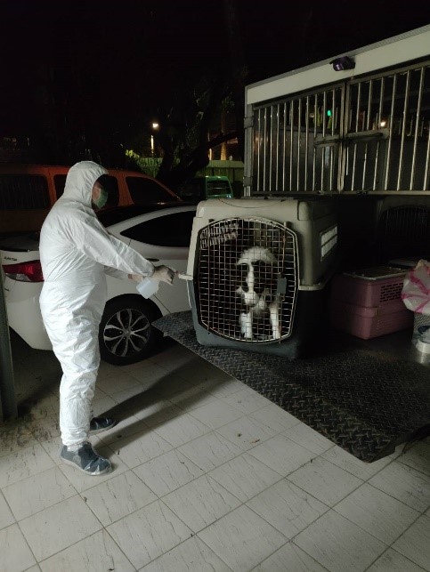 新冠肺炎確診共居犬 新北動保處代照料毛寶貝防疫隔離14天