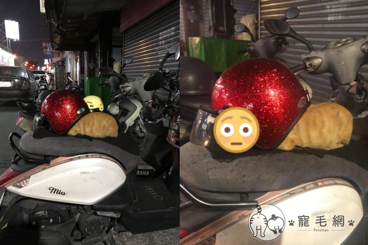 浪橘強占機車　頭塞「安全帽」：我戴好帽子可以回家惹！