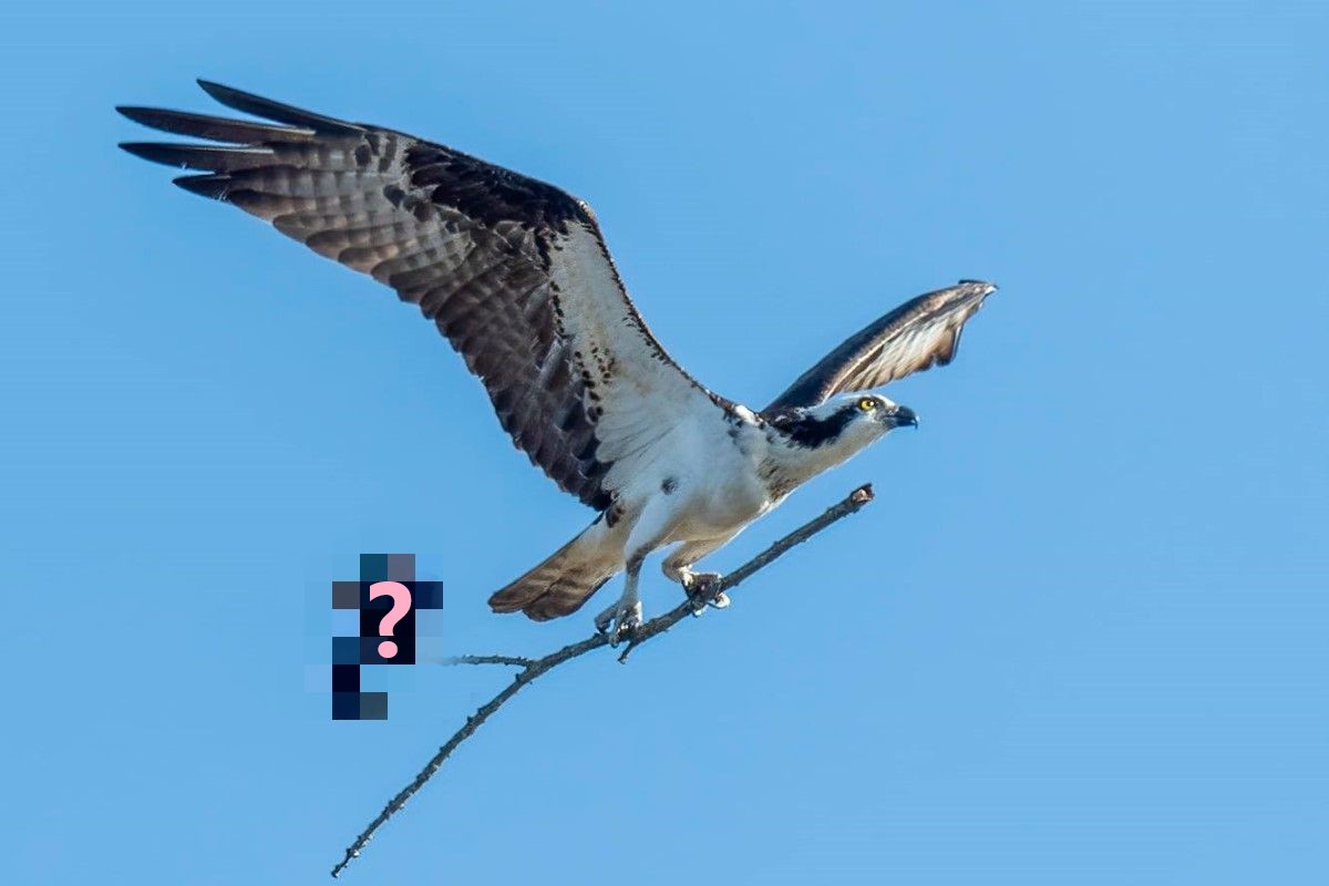 (影)魚鷹抓樹枝回家築巢　網一看笑噴：有人搭掃帚便車？